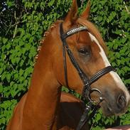 DSP Lintrupgaards Picasso