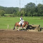 Anden særlig race Pedro- A-pony