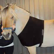 Fjordhest Mekado*PART*