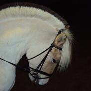 Fjordhest Mekado*PART*