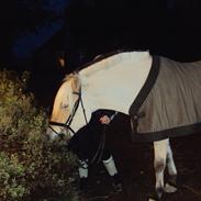 Fjordhest Mekado*PART*