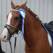 Anden særlig race Pipoli