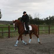 Frederiksborg Guldfax 9406960 DK Frb