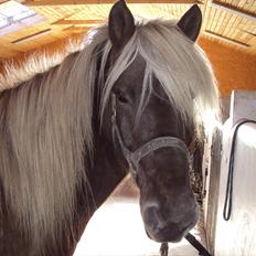 Islænder Glöfaxi fra Oddakoti