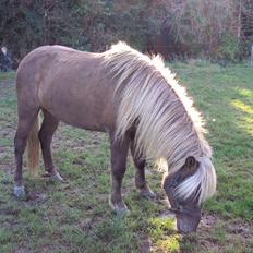 Islænder Glöfaxi fra Oddakoti
