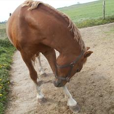 Frederiksborg cassalus af egensevang