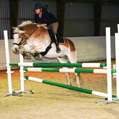 Haflinger Stardust