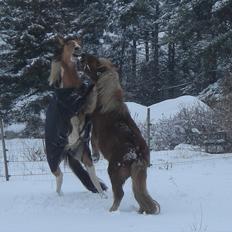 Anden særlig race Sigurd :)