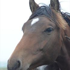 Dansk Varmblod Zig Zag Zugar