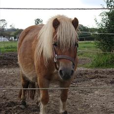 Shetlænder Ida á Nyborg