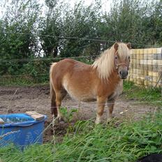 Shetlænder Ida á Nyborg