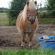 Shetlænder Ida á Nyborg