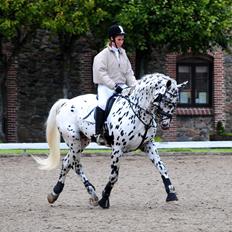 Knabstrupper Sartors Combat Warrior II