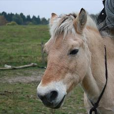 Fjordhest Raca | tidl. part | •R.I.P.• altid elsket