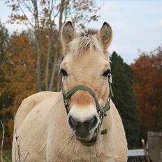 Fjordhest Raca | tidl. part | •R.I.P.• altid elsket