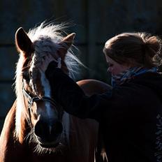 Haflinger † Gabora <3 †