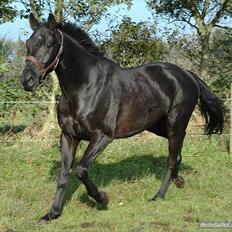 Anden særlig race Bornhøfts Black Luc