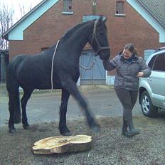 Frieser Koop fant Sudein