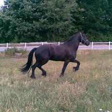 Frieser Koop fant Sudein