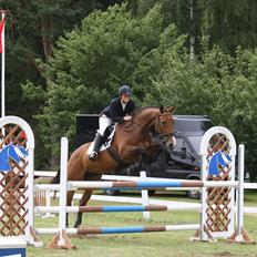 Dansk Varmblod Cias Moonlight