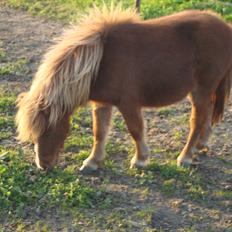 Anden særlig race Lille Terkel *Solgt* (R.I.P)