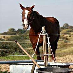 Dansk Varmblod Tjørnegårdens Achilles