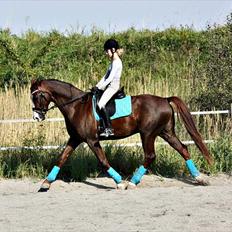 Dansk Varmblod Tjørnegårdens Achilles