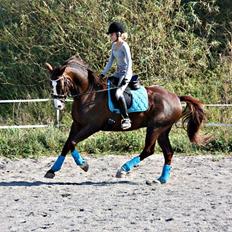 Dansk Varmblod Tjørnegårdens Achilles