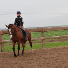 Dansk Varmblod Cherri