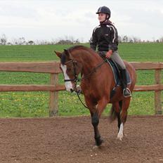 Dansk Varmblod Cherri