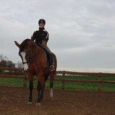 Dansk Varmblod Cherri