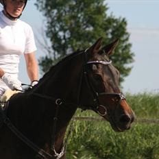 Hollandsk Varmblod Verginia