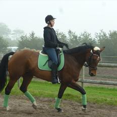 Dansk Varmblod Grankærs Come On ''PRINSESSEN''<3