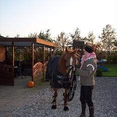 Arabisk fuldblod (OX) ZA-KAGO OX