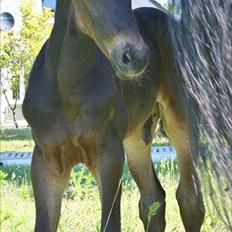 Dansk Varmblod Sophie´s Caios