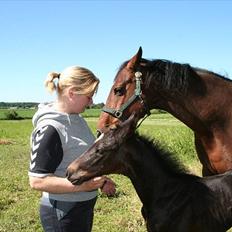 Dansk Varmblod Sophie´s Caios