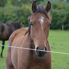 Dansk Varmblod Aloysius