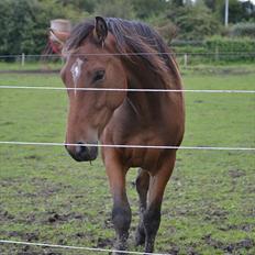 Dansk Varmblod Aloysius