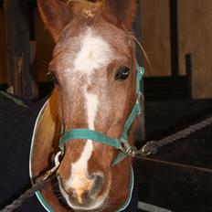 Anden særlig race Nanny.