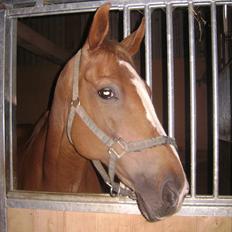 Anden særlig race Harlekin