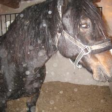 Welsh Cob (sec D) Amanda