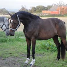 Dansk Varmblod winston