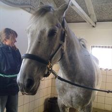 Anden særlig race El. Diego *R.I.P<3 †*