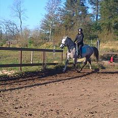 Anden særlig race El. Diego *R.I.P<3 †*