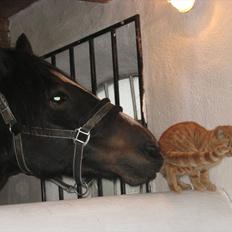Welsh Cob (sec D) Amanda