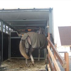 Anden særlig race El. Diego *R.I.P<3 †*