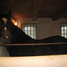 Welsh Cob (sec D) Amanda