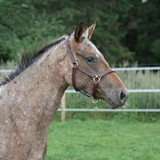 Knabstrupper Aastrupgaards Ydun