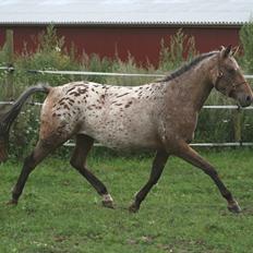 Knabstrupper Aastrupgaards Ydun