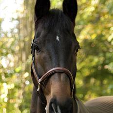 Dansk Varmblod Gammelbys Cavel